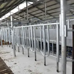 Nowoczesna obora wolnostanowiskowa na 40 krów z systemem udojowym. Jasne wnętrze, metalowe przegrody i podesty.